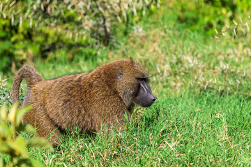 Close-up of an Olive Baboon -Papio Anubis- walking throught the grassland of lake Nakuru national park, Kenya