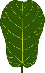 Macro shot of a single green leaf isolated on white, showcasing its texture and detailed vein structure, perfect for a nature, flora, or botany-themed stock image