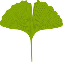 Fresh green leaf and tree foliage isolated on white background, a natural plant texture macro closeup vector illustration