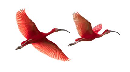 Exotic Scarlet Ibis in Flight Pair Pack, isolated on transparent background