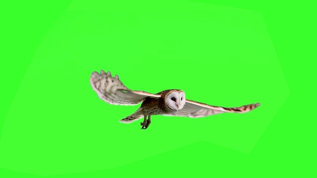 A classic barn owl with white heart-shaped face and golden-brown wings flies gracefully across a solid green screen in realistic animation. Ideal for chroma key nature, wisdom, or Halloween-themed ove