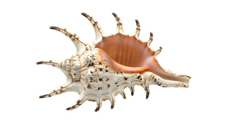 Obraz premium Closeup of a murex sea shell isolated on transparent background, showcasing its intricate details and unique spiky structure, a captivating marine specimen