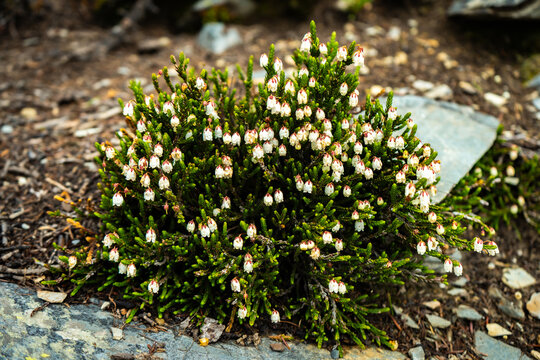Close-up of a vibrant green shrub