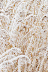 Snow-Covered plants in Winter Landscape, Close-up pampas grass as natural aesthetic pattern, minimalism in beauty of nature, vertical poster, frosty reeds in serene wintertime scenery, neutral tones