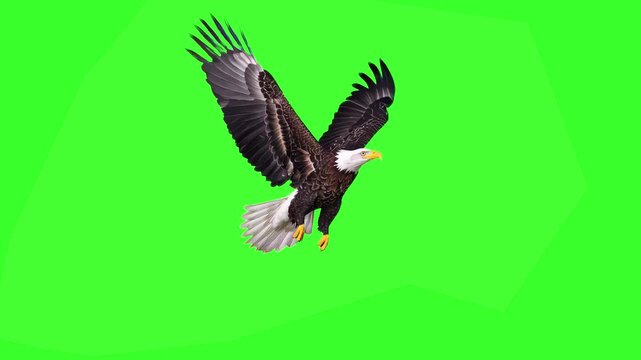 A powerful bald eagle with white head and dark body flaps its wings and soars forward in a seamless loop on a green screen background. Excellent for patriotic themes, wildlife documentaries, and majes