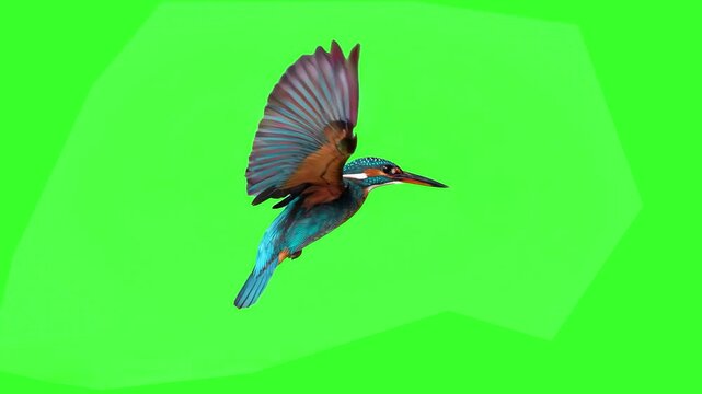 A stunning common kingfisher with bright blue and orange feathers flies forward while flapping its wings in a seamless loop on a green screen background. Great for wildlife documentaries, nature video