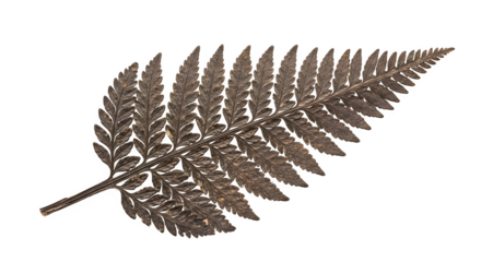 Dried fern leaf isolated on transparent background the intricate details of the ferns fronds are beautifully preserved, showcasing its natural elegance