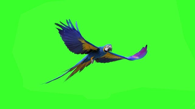 A vibrant blue-and-yellow macaw parrot spreads its wings and flies steadily forward in a smooth looping animation on a green screen background. Excellent for jungle themes, wildlife documentaries, and