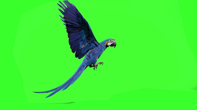 A vibrant blue-and-yellow macaw parrot spreads its wings and flies steadily forward in a smooth looping animation on a green screen background. Excellent for jungle themes, wildlife documentaries, and
