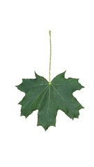 leaf leaves isolated for background
