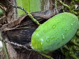 Fresh green coconut with raindrops on palm tree trunk. Close-up of a young coconut on its tree, covered in fresh water droplets, symbolizing tropical freshness and natural growth
