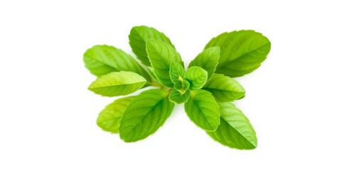 Single spearmint sprig, vibrant green leaves, isolated on pure white background,   garden,  simple