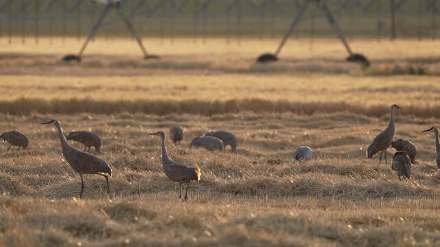 Panning view of sandhill cranes grazing through a wheat field in Wyoming as they migrate.