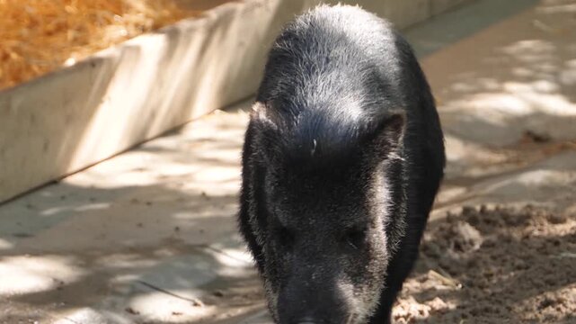Close up shot of a black peccary pig standing around sand and sniffing on a sunny spring day
