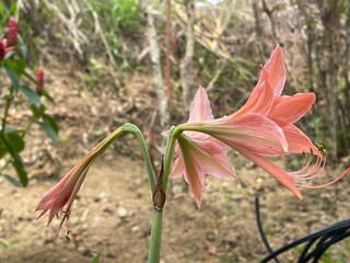 Side view of Striped Barbados lily (Hippeastrum striatum) with two fully opened blossoms and one drooping bud on a long green stem in natural outdoor setting.