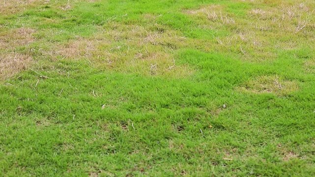 Lawn with Green and Brown Grass. Grass Health Variation and Environmental Stress.