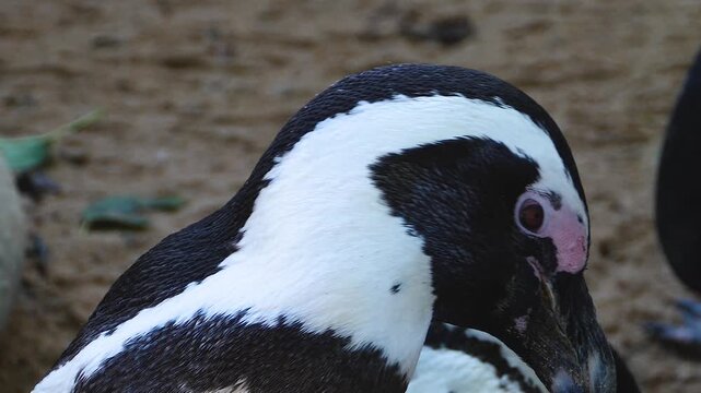 Close up Humboldt or jackass penguin head grooming it self on a sunny day 