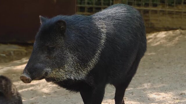 Close up shot of a black peccary pig standing around sand and sniffing on a sunny spring day