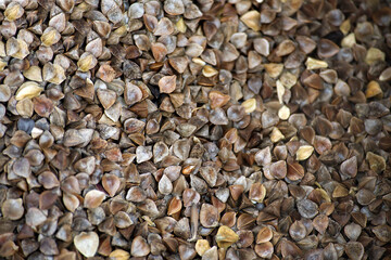 Close up of a pile of buckwheat grains, a healthy and nutritious food source.