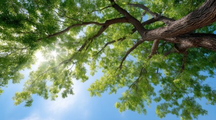 Fototapeta premium Sunlight Filtering Through Vibrant Green Foliage of a Majestic Tree in a Clear Blue Sky