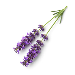 Bunch of Lavender Flowers on Isolated White Background