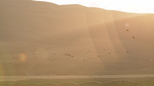 Flock of sandhill cranes, flying into the sunset over Wyoming as a migrate for the season.
