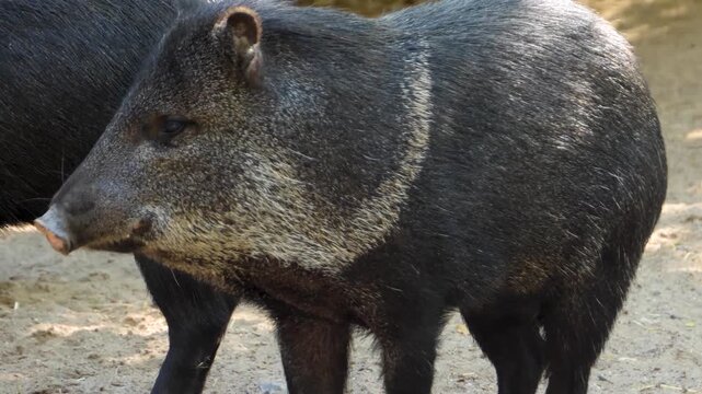 Close up shot of a black peccary pig standing around sand and sniffing on a sunny spring day