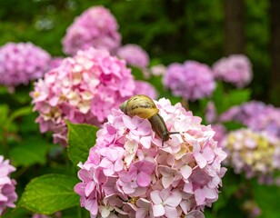 Snail on pink hydrangea blossoms