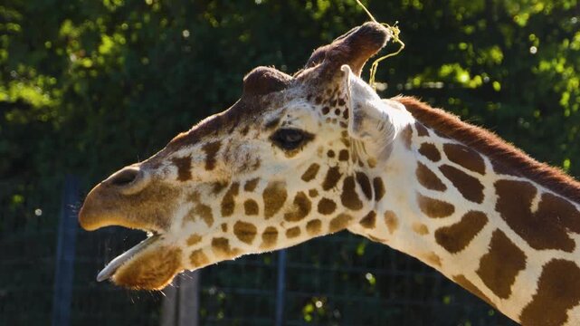 Close up view of a giraffe head opening and closing his mouth on sunny summer day