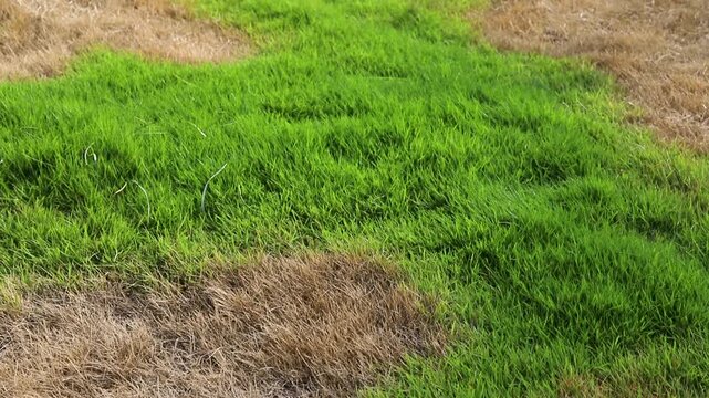 New Growth in Dried Brown Grass.