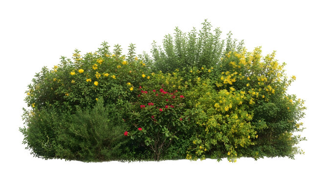 Green bush with dense foliage and small yellow flowers, natural outdoor shrub isolated on transparent background