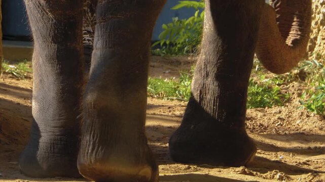 Close up feet of an elephant moving around the ground on a sunny summer day