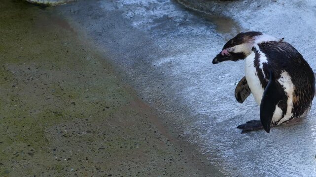 Close up Humboldt or jackass penguin standing beside a lake and grooming it self on a sunny day 