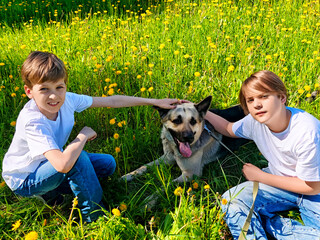 Two boys interact with a dog in a bright field filled with dandelions during sunny springtime