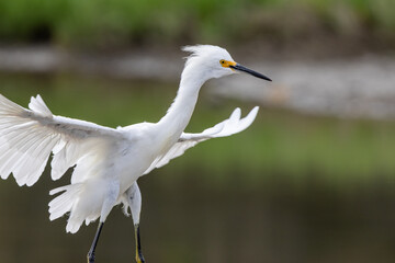 Snowy Egret with wings outstretched (Egretta thula)