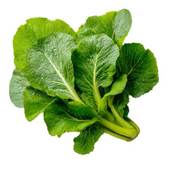Obraz premium Fresh, vibrant green leafy vegetable (31)