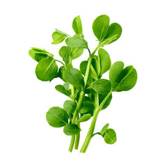 Fresh pea shoots, vibrant green