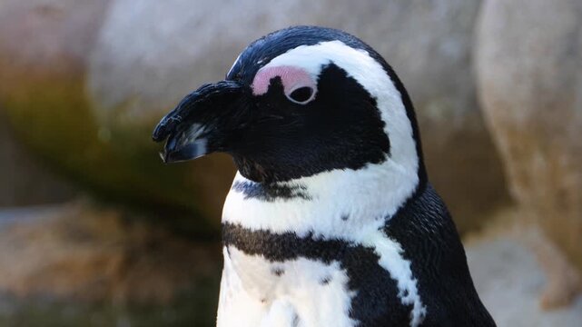 Close up Humboldt or jackass penguin head grooming it self on a sunny day 