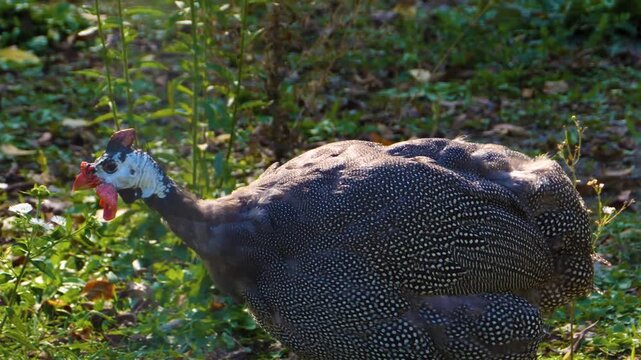 Close up of an african turkey or fowl guinea bird moving around a meadow on a sunny day
