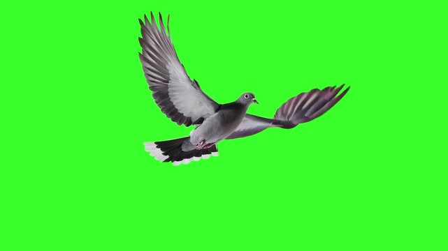 A detailed gray pigeon with iridescent neck feathers flies steadily forward in a smooth seamless loop on a green screen background. Ideal for urban scenes, peace symbols, city footage overlays, and ea