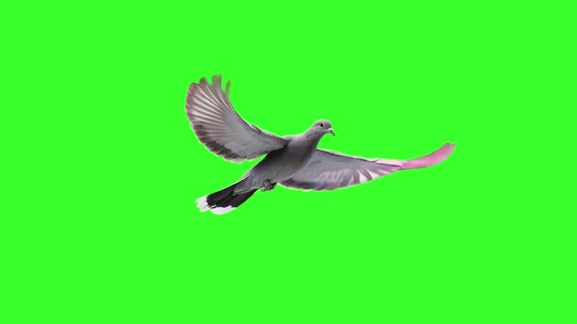 A detailed gray pigeon with iridescent neck feathers flies steadily forward in a smooth seamless loop on a green screen background. Ideal for urban scenes, peace symbols, city footage overlays, and ea