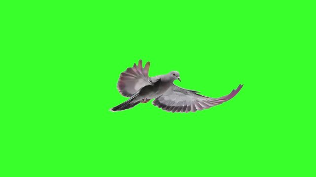 A detailed gray pigeon with iridescent neck feathers flies steadily forward in a smooth seamless loop on a green screen background. Ideal for urban scenes, peace symbols, city footage overlays, and ea