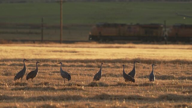 Sandhill cranes grazing in a field as a train moves by in the background through Wyoming.