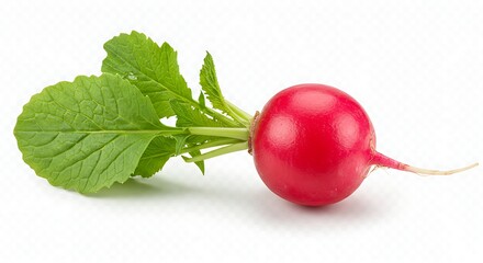 Vibrant red radish with green leaves isolated on white background
