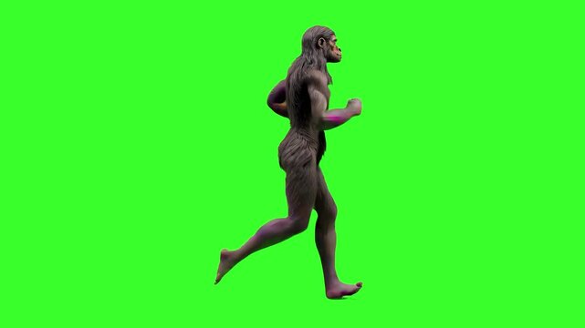A realistic hairy Australopithecus (early hominid) runs forward with anatomically correct posture in a seamless looping animation against a solid green screen background. Ideal for scientific visualiz