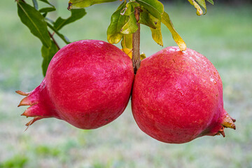 Closeup view of two bright red pomegranate fruits aka punica granatum hanging on tree isolated on natural background