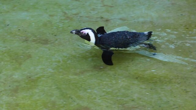 Close up Humboldt or jackass penguin swimming around a lake on a sunny day jumping into the water and swimming away.
