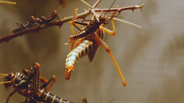 Close up of grasshoppers moving around a tree branch