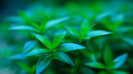 Fototapeta premium blueberry. Close-up of lush green blueberry leaves with vibrant natural tones and a softly blurred background. gardening catalogs, home-decor guides, designed for home decor and floral branding.