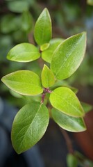 Naklejka premium blueberry. Close-up of lush green blueberry leaves with vibrant natural tones and a softly blurred background. gardening catalogs, home-decor guides, designed for home decor and floral branding.